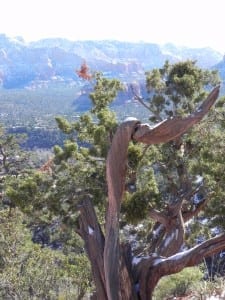 Sedona Vortex Twisted Tree at Airport Mesa Vortex